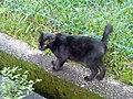 Thumbnail for version as of 04:15, 29 March 2008