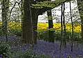 Bluebell flowers