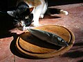 Cat eating fish