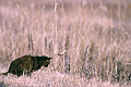 Cat stalking prey