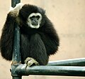 Gibbon