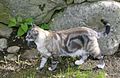 Classic tabby