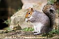 grey squirrel