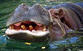 Hippo