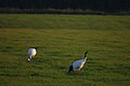 Japanese Crane