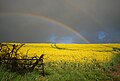 Rainbow over rapeseed field