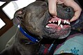 White teeth of dog fed a raw diet