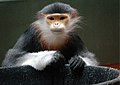 Red-shanked Douc