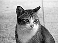 Thumbnail for version as of 02:20, 25 March 2008
