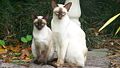Siamese
