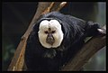 Thumbnail for version as of 00:59, 25 April 2008