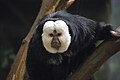 White Faced Saki