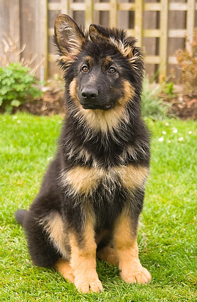 File:Kim at 14 weeks.jpg
