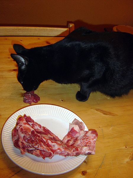 File:Cat feeding on raw pork neck.jpg