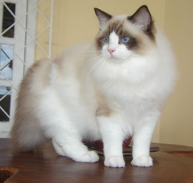 File:Ragdoll from Gatil Ragbelas.jpg