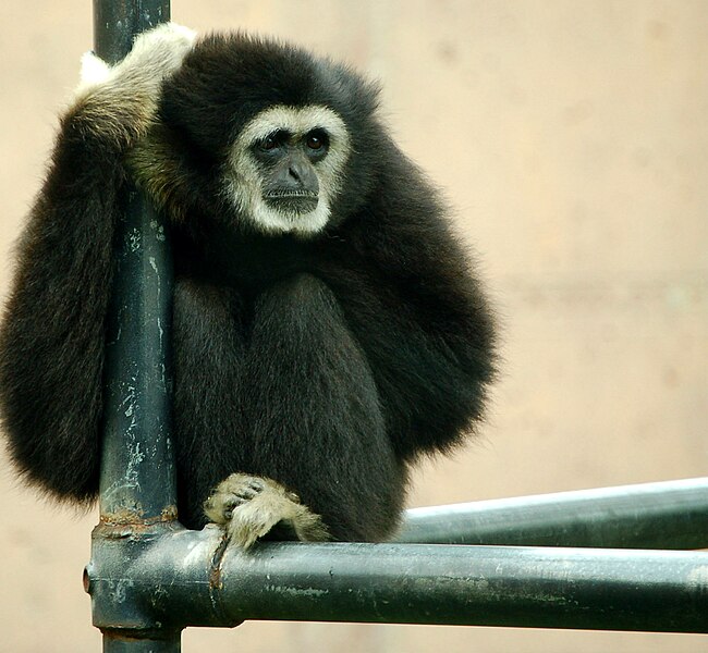 File:Gibbon at the Philadelphia Zoo.jpg