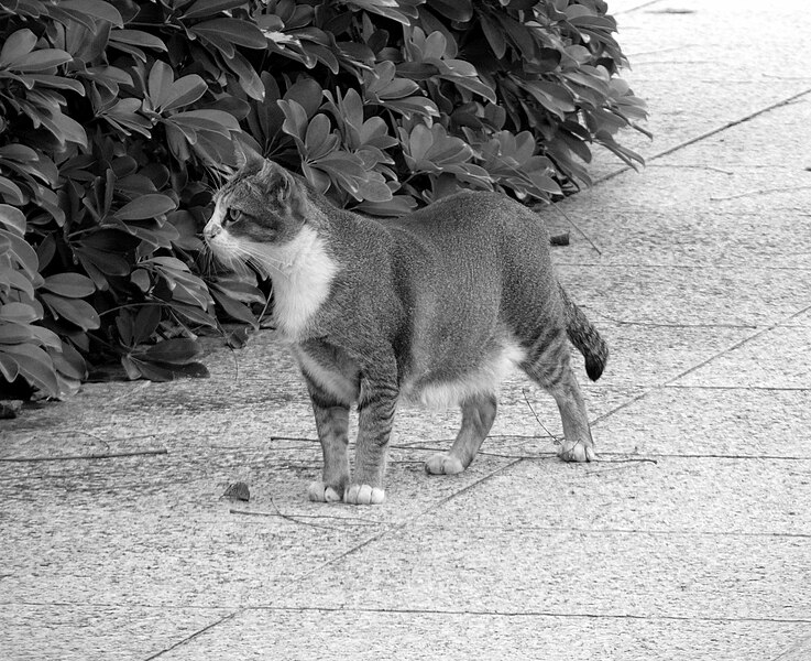 File:Stray Cat, Singapore1.jpg