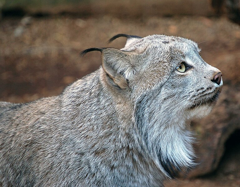 File:Canadian Lynx side head.jpg