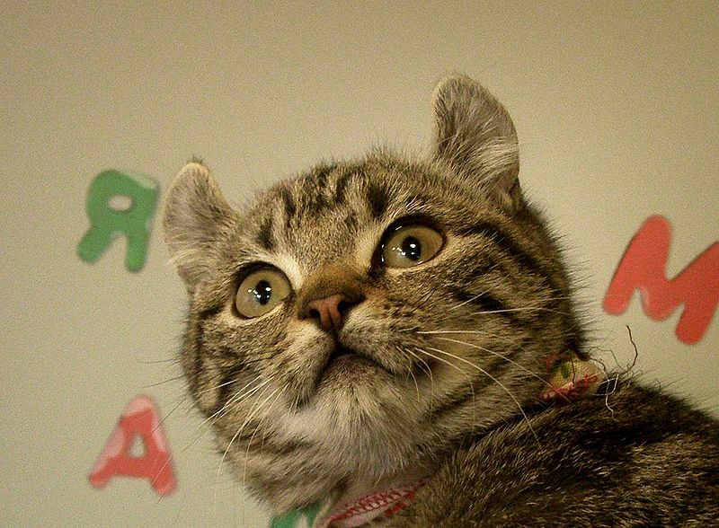 File:American curl kitten2.jpg