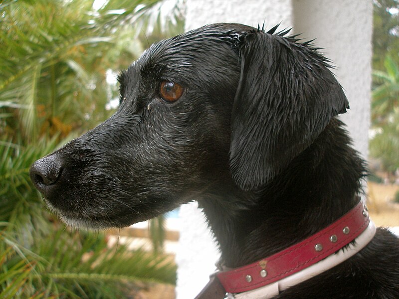 File:Black dog head shot.jpg