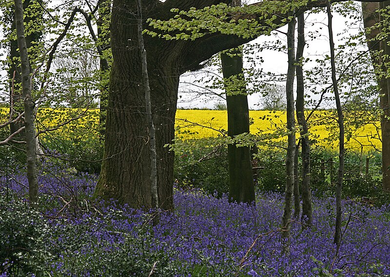 File:Bluebells & Oil seed rape field.jpg