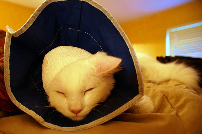 File:Cat with soft Elizabethan collar.jpg