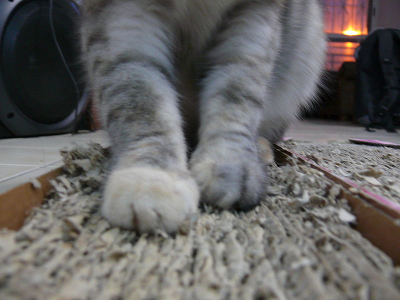 File:Corrugated fiberboard scratch pad with cat.jpg