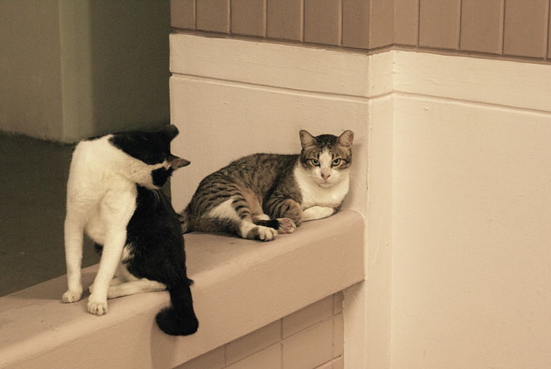 File:Domestic cats in singapore 1.jpg