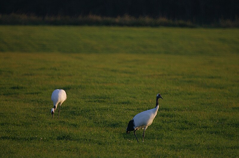 File:Japanese crane.jpg