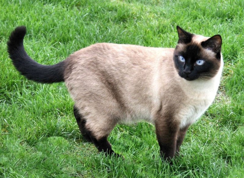 File:Neighbours Siamese.jpg