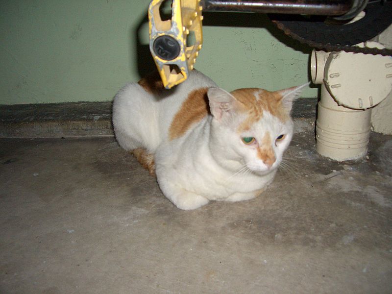 File:Singaporean stray cat.jpg