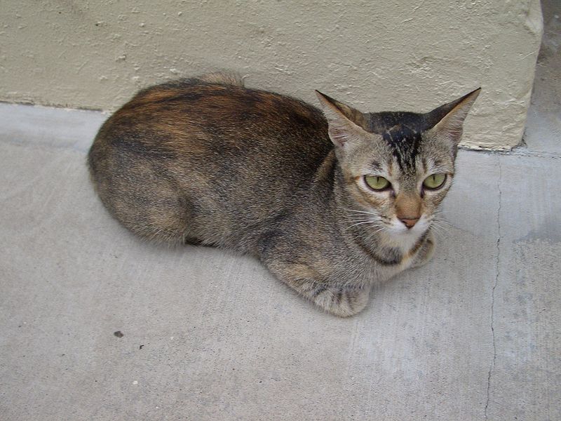 File:Tortoiseshell singapore stray cat.jpg