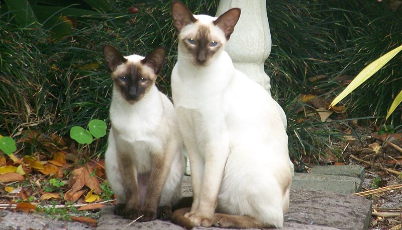 File:Two Siamese cats.jpg