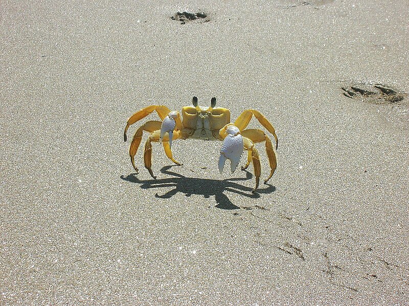 File:Yellow crab.jpg