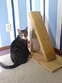 Cat post