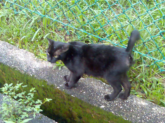 File:Black kitty in singapore.jpg