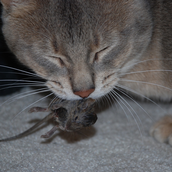 File:Mouse kill.jpg