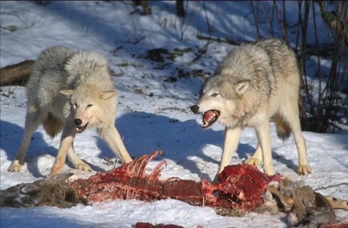 File:Wolves Kill.jpg